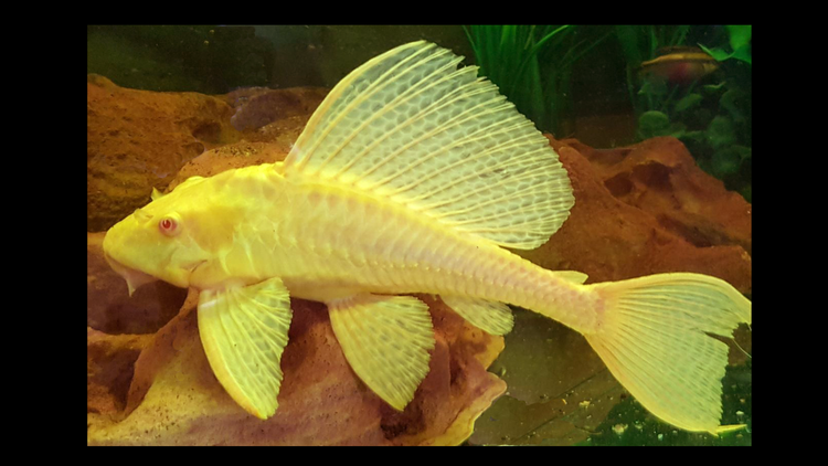 Miscellaneous Conditioners