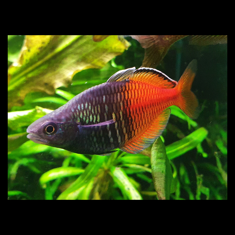 Premium GH Conditioning Salts